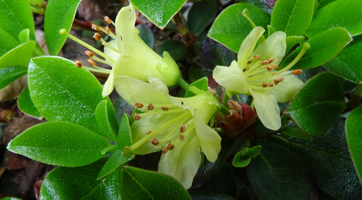 R. hanceanum Nanum Group